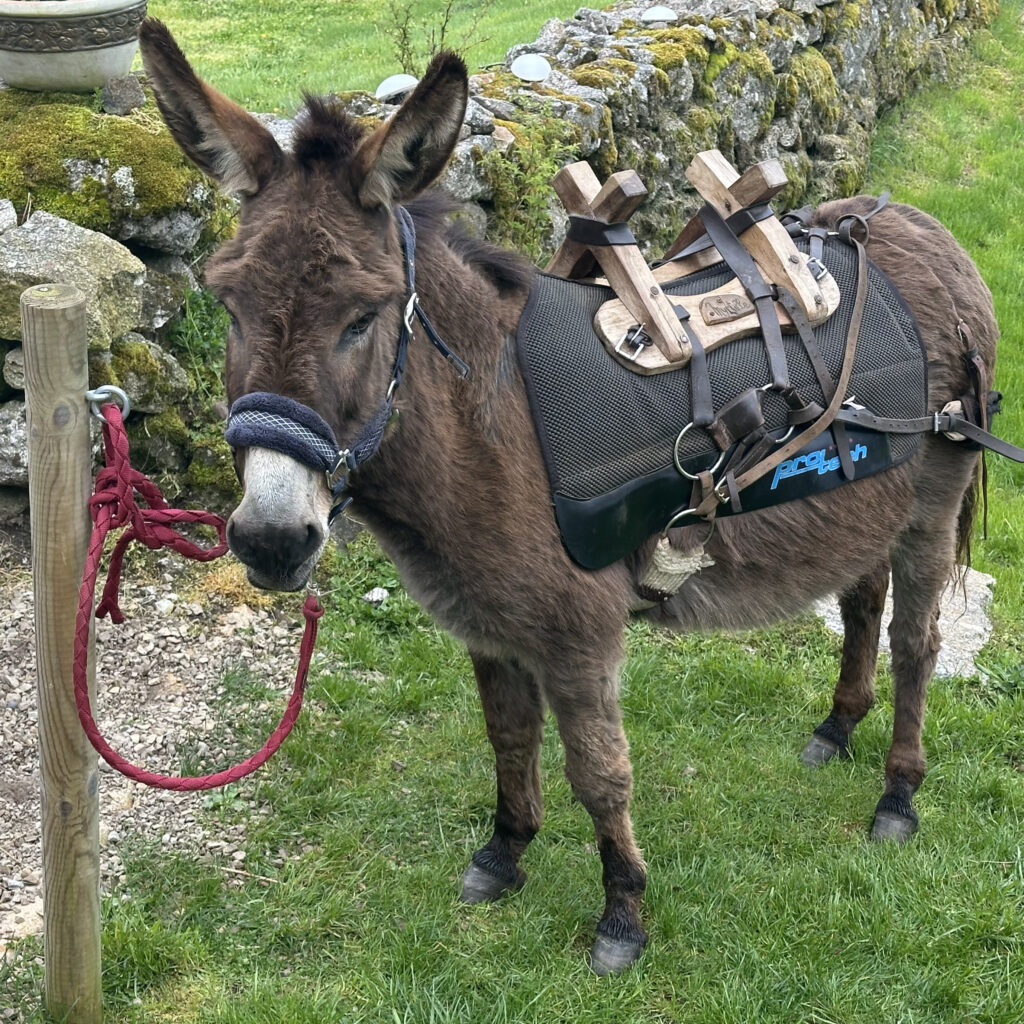 img 4939 (1) img 4939 (1)