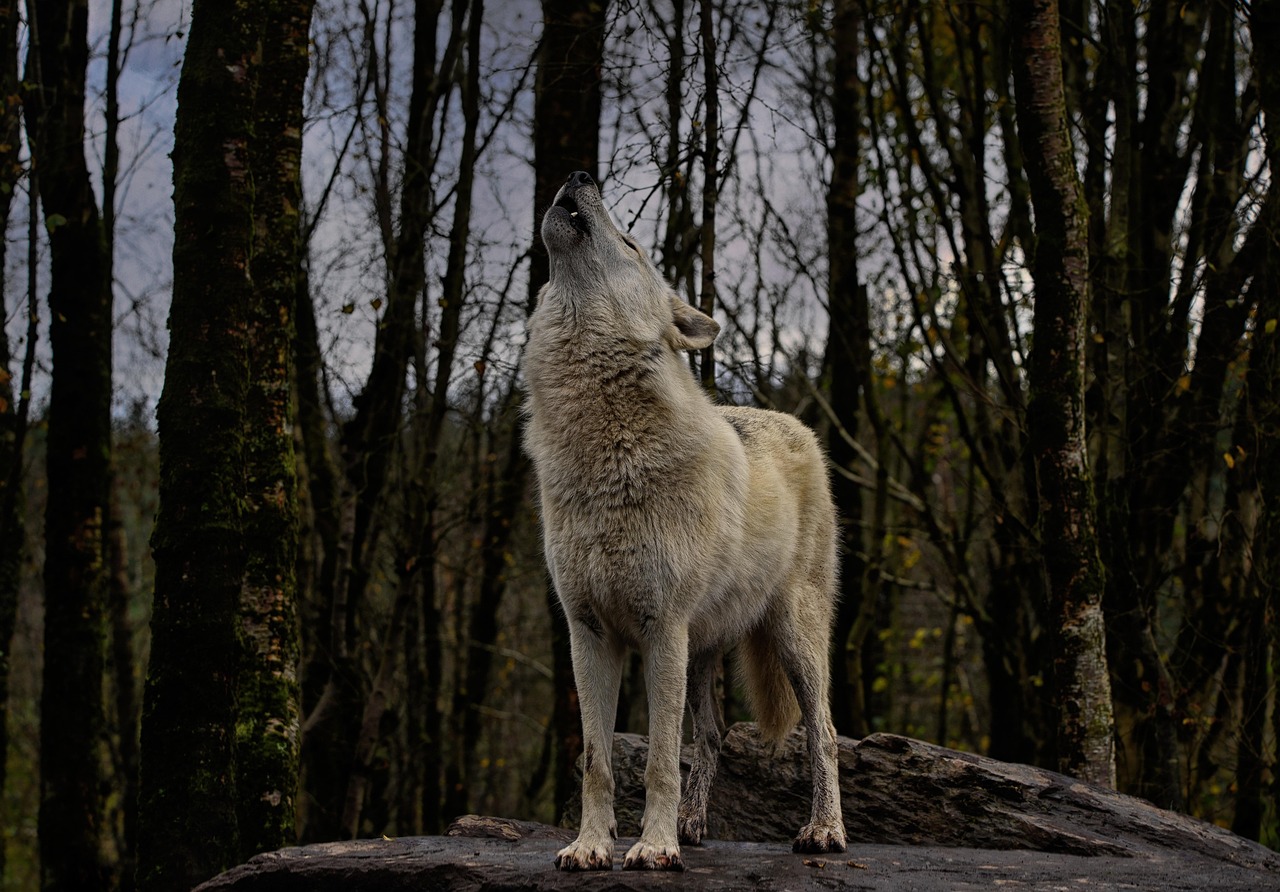 Loup du parc du Gévaudan