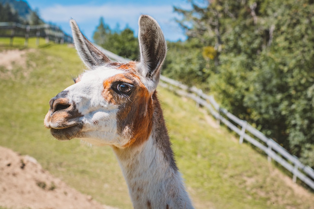 Animaux de la ferme La Toison d